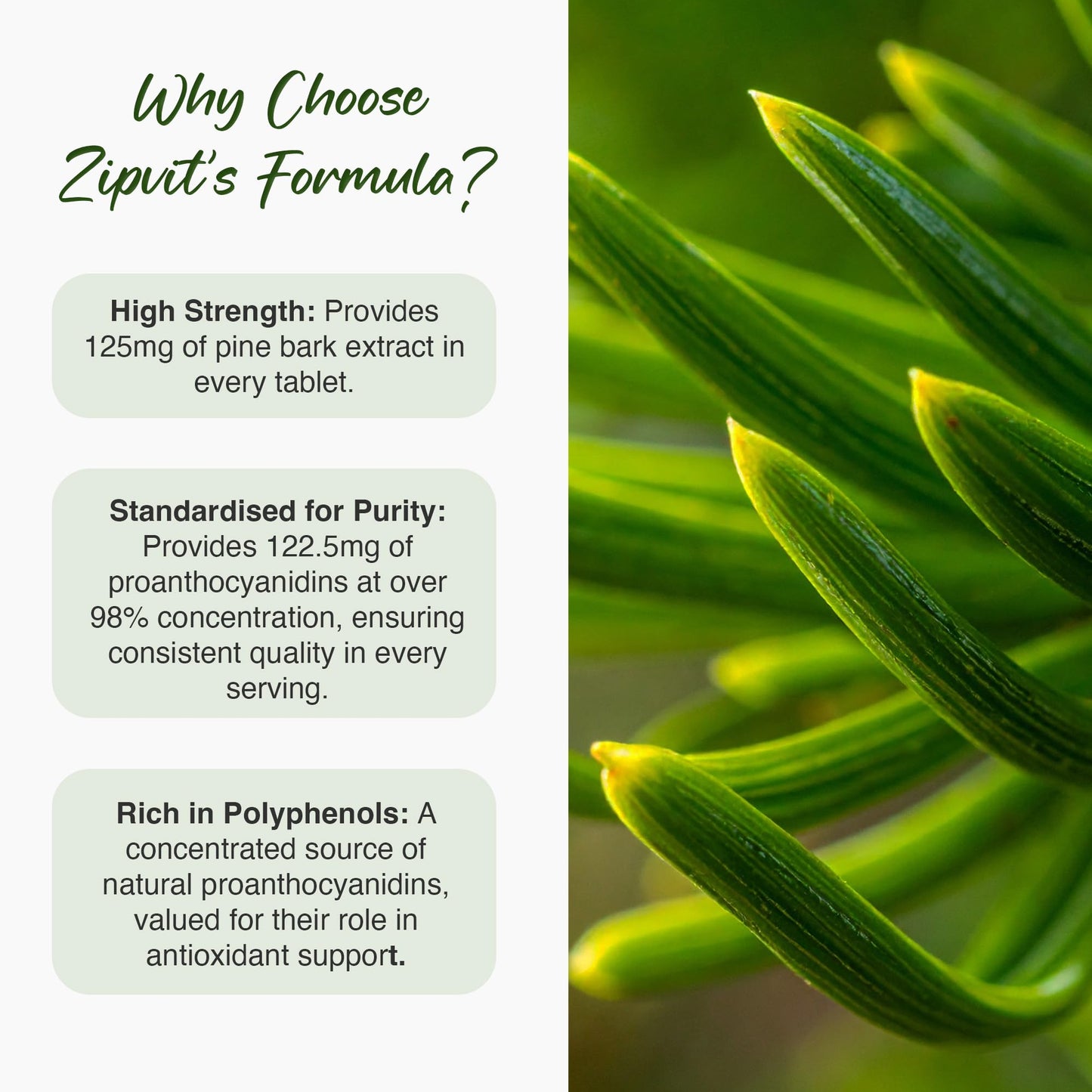 Zipvit Pine Bark Extract 125mg, High Strength Supplement, 95% Proanthocyanides, 60 Vegan Tablets, 2 Months Supply