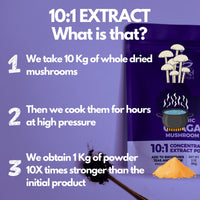 Hybrid Herbs HYBRID HERBS – Organic Wild Chaga Mushroom Powder 10X Strength - Supplement for Energy, Skin & Brain Support Rich in Antioxidants & Beta Glucans | HIGH Potency 10:1 Extract - 56 Serving (56g)