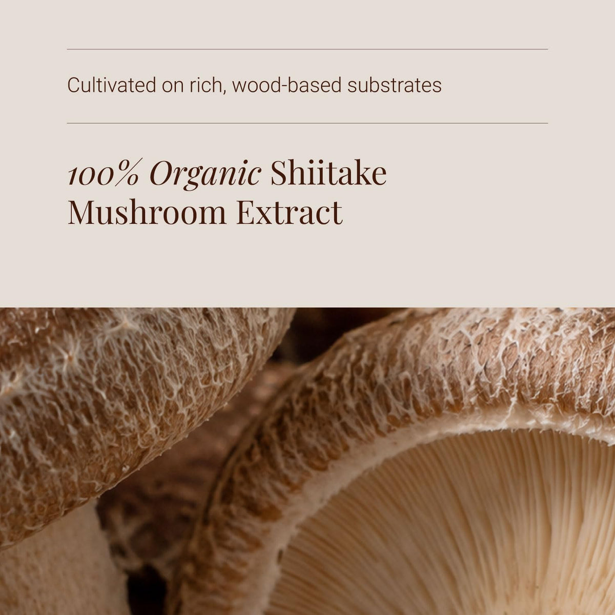 KIKI HEALTH KIKI Health - Organic Shiitake, Full-Spectrum Mushroom Extract - Standardised to 50% Polysaccharides - Made from 100% Fruiting Bodies - Natural Extract - 60 Veg Capsules