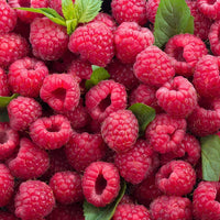 Kendal Mint Co. KMC NRG GEL: Refreshing Raspberry Mint Energy Gel | 27g Dual Carb | +Electrolytes | +B Vitamins | Informed Sport | Vegan | Gluten Free (6x70g)