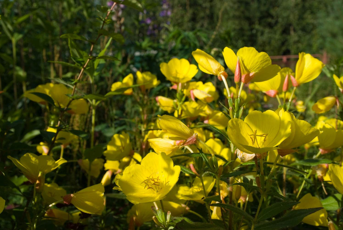 Health Embassy Evening Primrose Seeds (Oenothera biennis L) (100g)