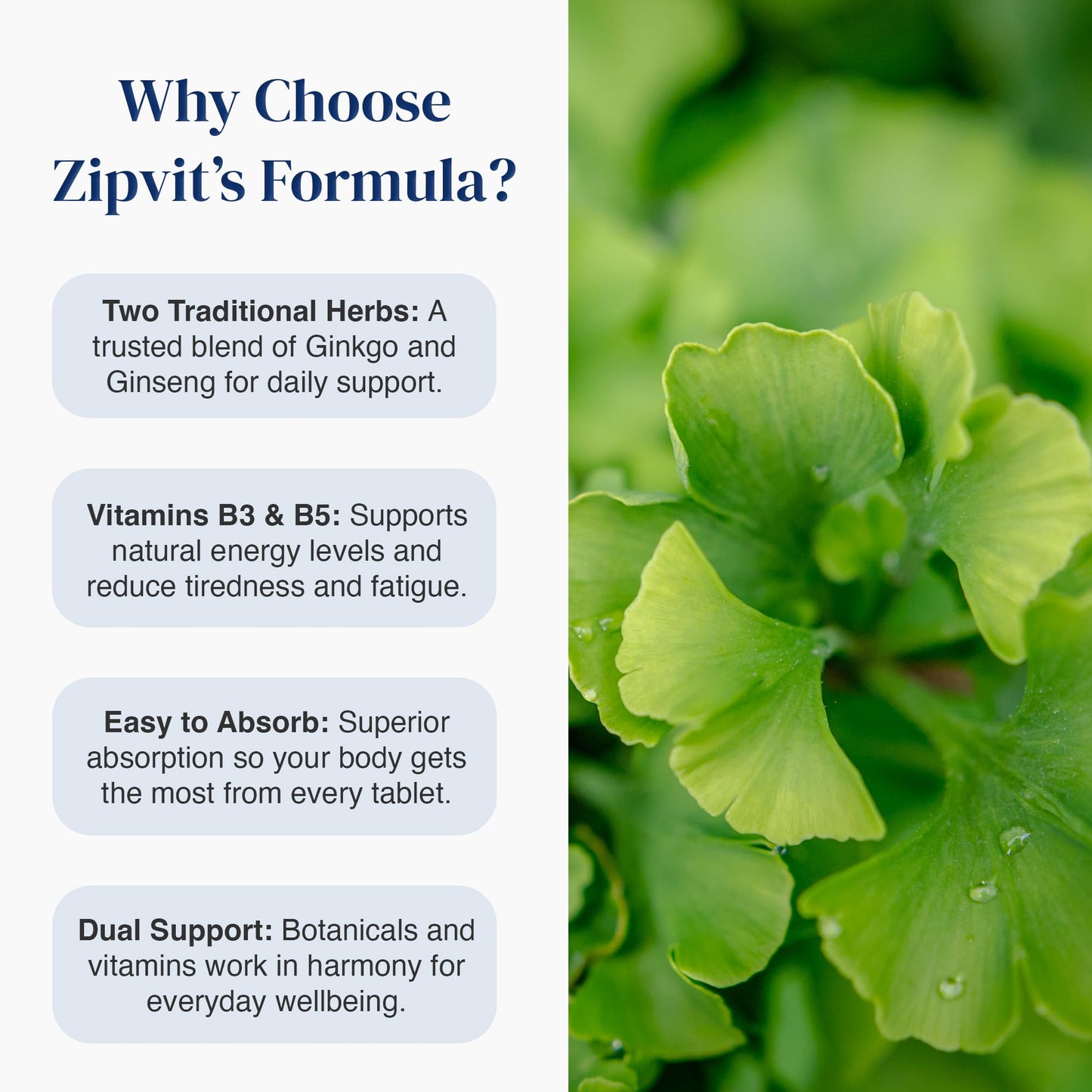 Zipvit Ginkgo Biloba 6000mg & Siberian Ginseng 600mg with Vitamins B3 & B5 Pouch, 120 Vegan Tablets, Supports Energy & Mental Performance, 4 Month Supply