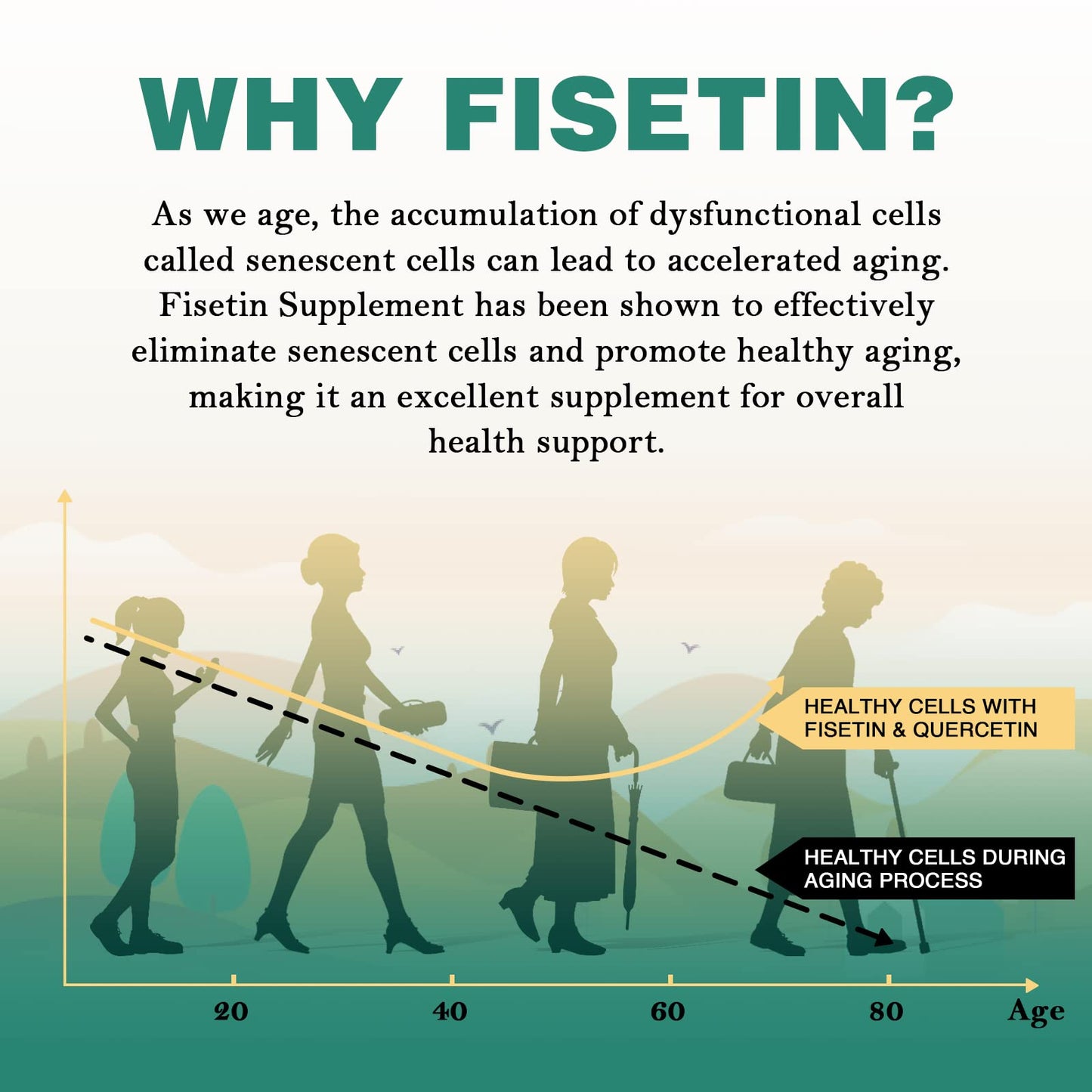 Rapsdayci Liposomal Fisetin with Quercetin - High-Potency 1000mg Combo Antioxidant Supplement for Optimal Health - 60 Softgels Per Bottle (Pack of 2)