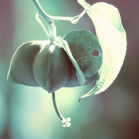 Naissance Organic Golden Jojoba Oil (No. 233) - 50ml - Natural, Unrefined - for Skin, Face, Nails, Eyelashes, Hair Growth