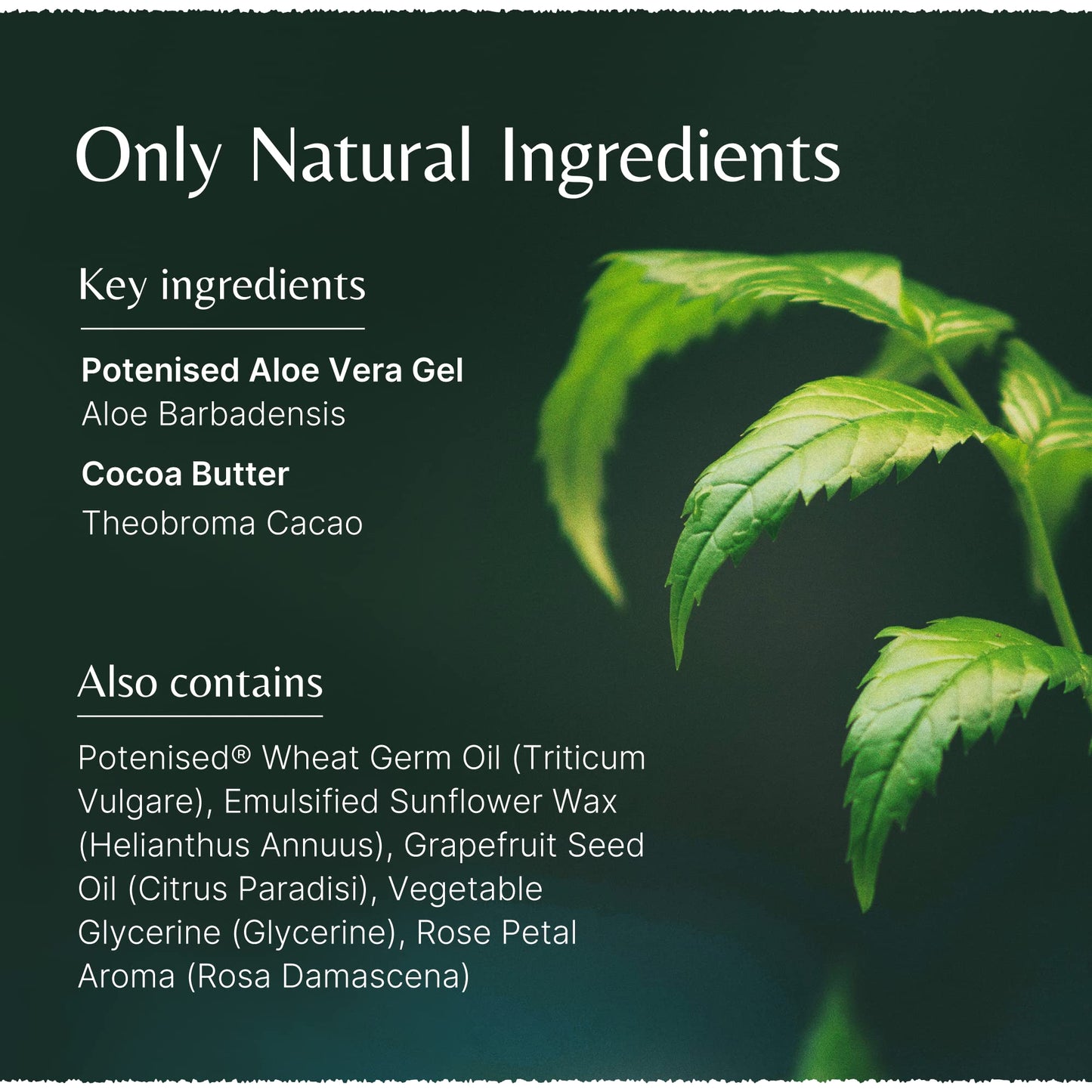 The House of Mistry Mistry's Aloe Vera Cocoa Butter Moisturising Cream 50g - Moisturising & Softening, Clear Skin Blemishes and Wrinkles - Additive Free, Vegan.