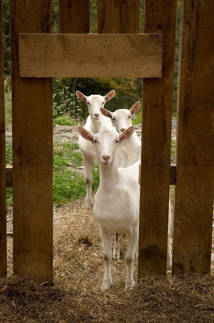 Goats Milk Moisturising Cream 200g by Elegance Natural Skin Care. Formulated for dry, sensitive skin. MULTI AWARD WINNING.