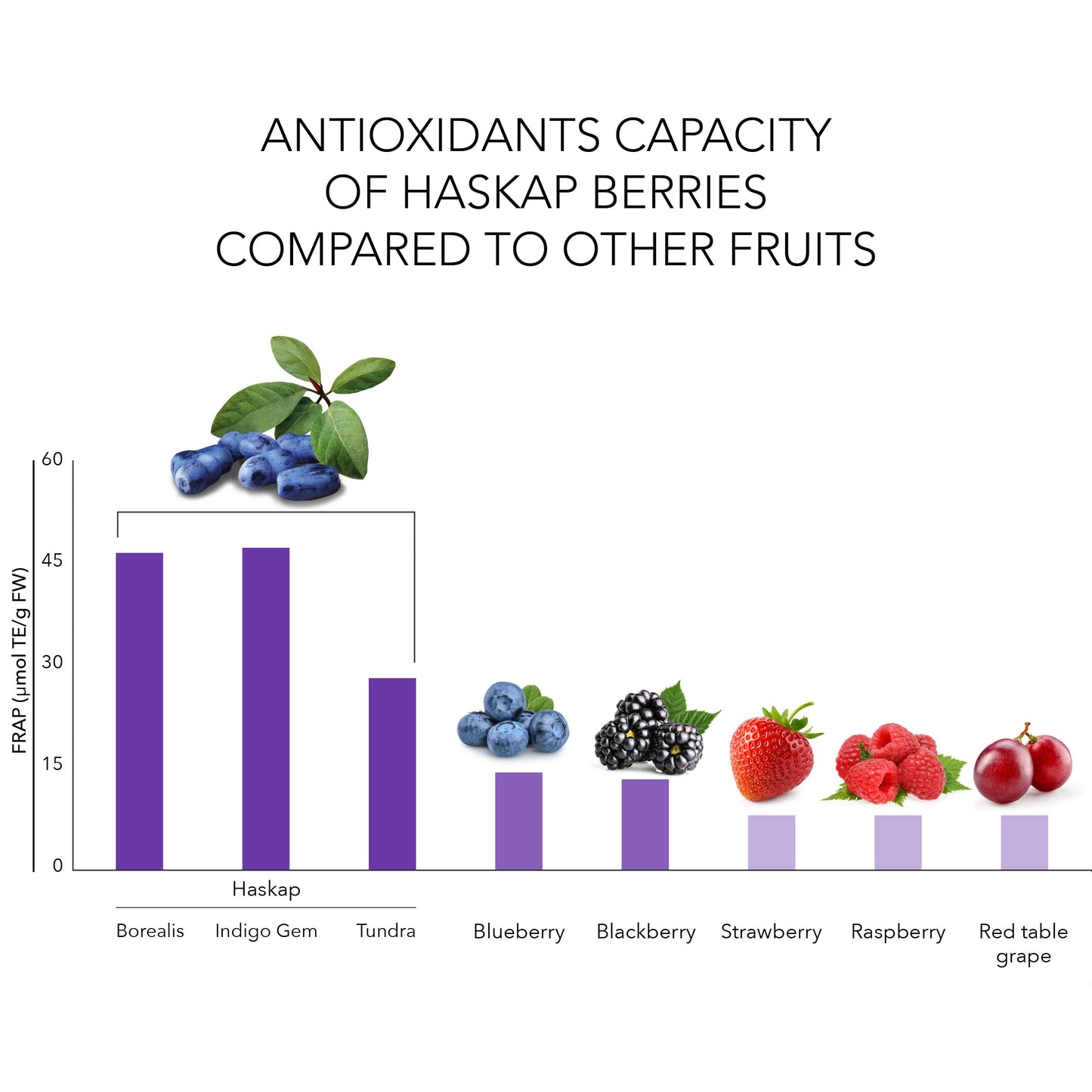 Haskapa | Superberry Powder | Made With 100% Natural Vegan Whole Haskap Berries | High in Vitamin C + Antioxidants | Gluten Free | Superfood Made from Freeze Dried Berries | (30 Day Supply)