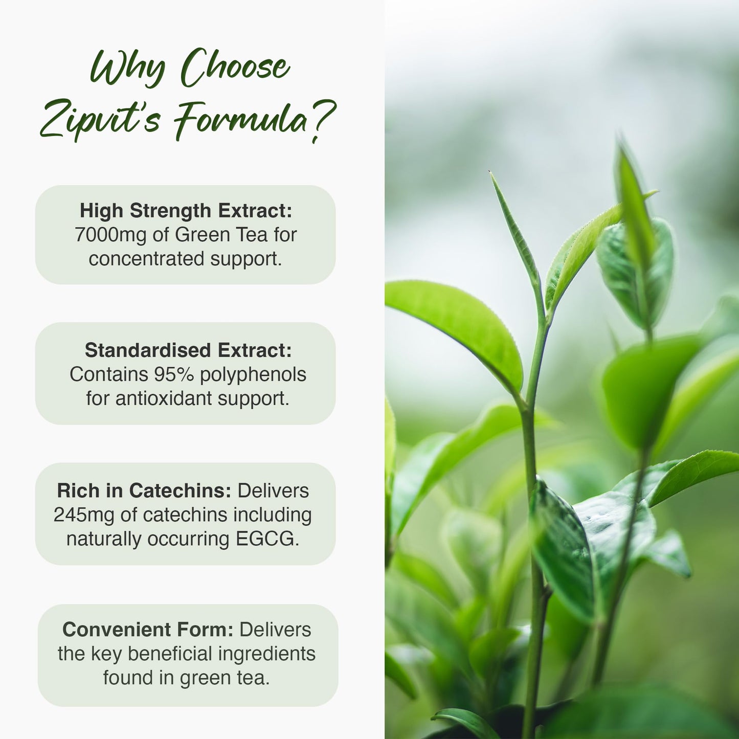Zipvit Green Tea Extract 7000mg Antioxidant, 95% Polyphenols. 90 Vegan Green Tea Tablets. 3 Months Supply.