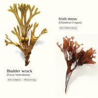 SEAWEED ORGANICS - Seaweed Shampoo, Organic Scottish seaweeds, Rosemary, Vitamin E, No SLS or Parabens, Suitable for Vegans, Submit Cosmetic Product Notification in the UK, 250ml, DIANA DRUMMOND