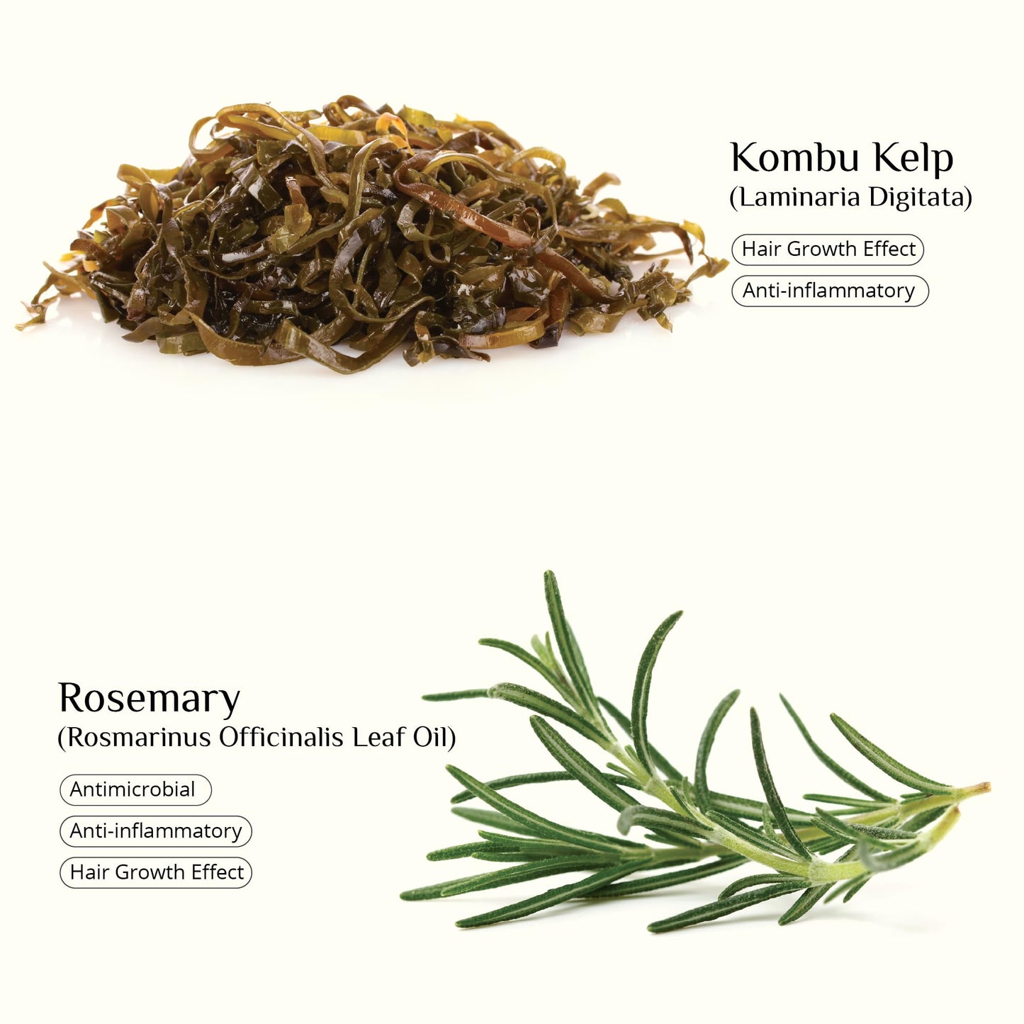 SEAWEED ORGANICS - Seaweed Shampoo, Organic Scottish seaweeds, Rosemary, Vitamin E, No SLS or Parabens, Suitable for Vegans, Submit Cosmetic Product Notification in the UK, 250ml, DIANA DRUMMOND