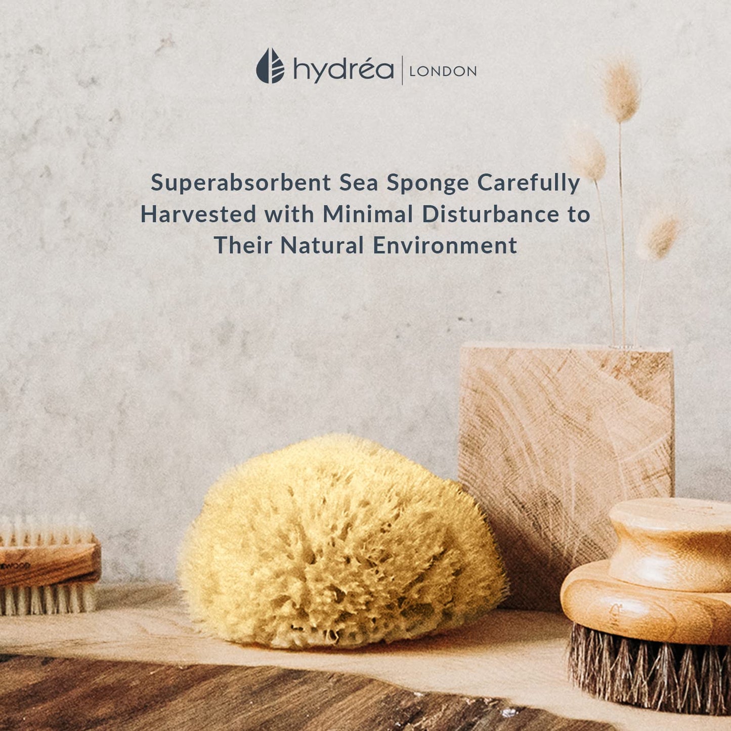 Hydréa London Hydrea London Natural Sea Sponge 5.5 - 6"- Premium Mediterranean Honeycomb Unbleached Natural Sponge for Bath and Shower for Adults, Women, Men Children and Baby
