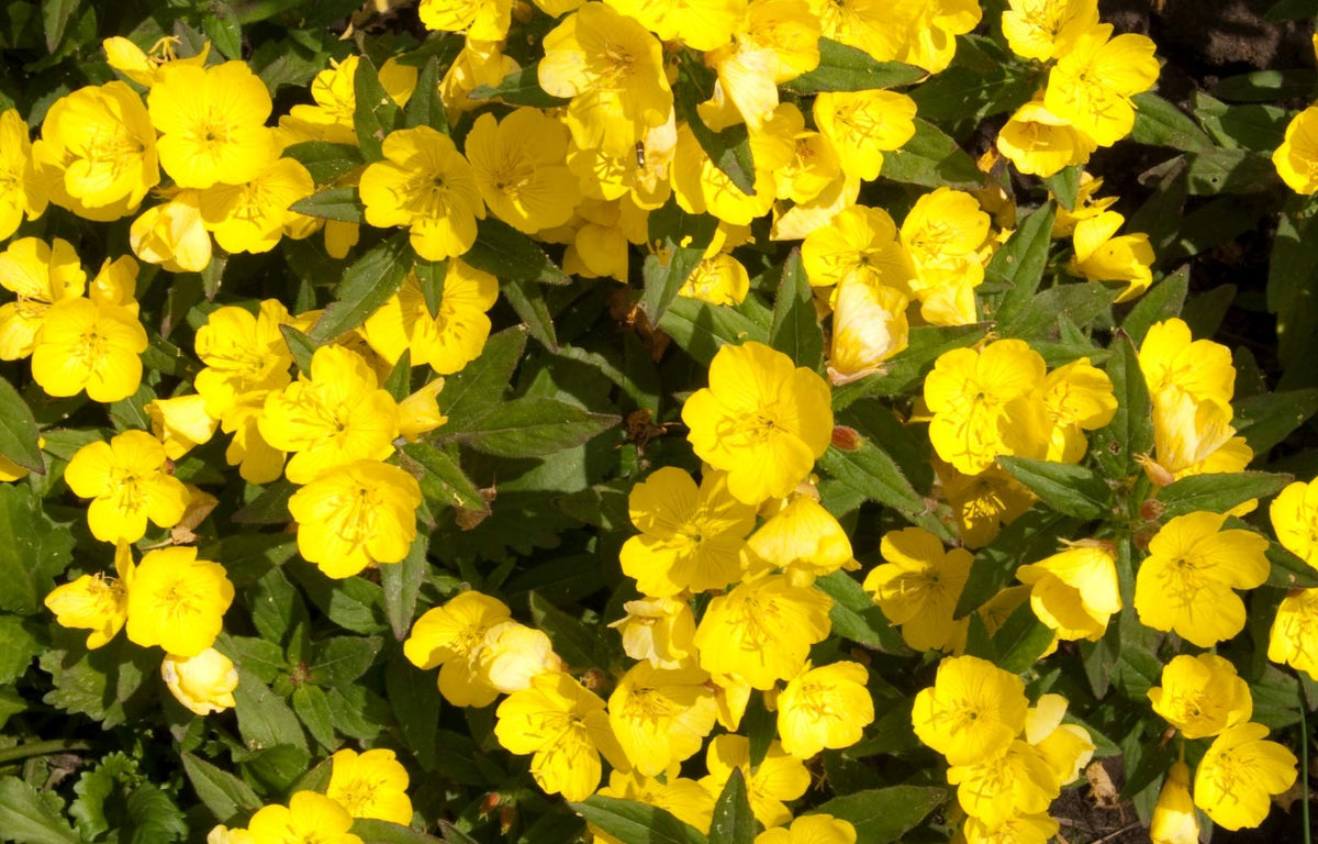 Health Embassy Evening Primrose Seeds (Oenothera biennis L) (100g)