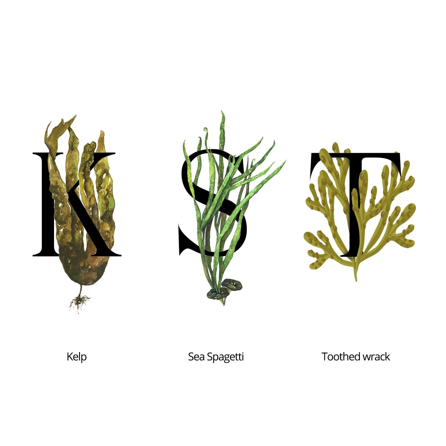 seaweed organics SEAWEED ORGANICS - Lower Seaweed Hydrating Cream, Organic Scottish Kelp, Toothed wrack, Sea spaghetti extract, Day cream, For sensitive Skin, Made in the UK, 60g, DIANA DRUMMOND