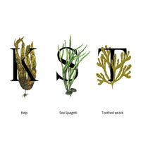 seaweed organics SEAWEED ORGANICS - Lower Seaweed Hydrating Cream, Organic Scottish Kelp, Toothed wrack, Sea spaghetti extract, Day cream, For sensitive Skin, Made in the UK, 60g, DIANA DRUMMOND