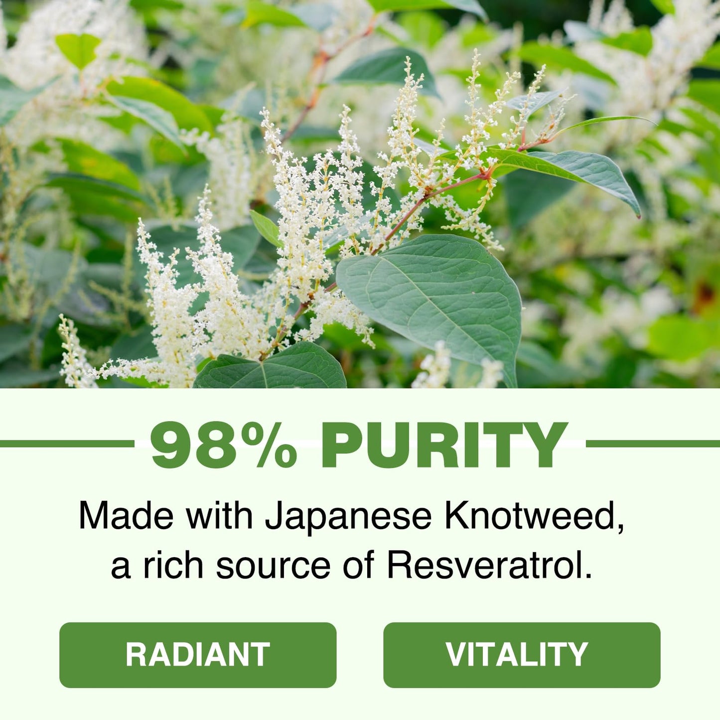 1200mg Liposomal Trans-Resveratrol, 98% Pure Formula, Trans Resveratrol Supplement, 60 Softgels for Heart, Skin, and Anti-Aging Antioxidant, Better Absorption