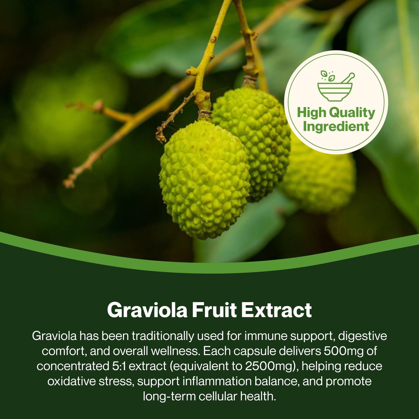 Hepatica Graviola Fruit Extract 2500mg Equivalent (500mg of 5:1 Extract) 90 Vegan Capsules, 3rd Party lab Tested, High Strength Supplement, Gluten and GMO Free