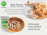 VitMan Nutrition Sea Moss Capsules, 60x Natural Irish Sea Moss Food Supplement, Gluten Free, Sugar Free, GMO Free, Vegan