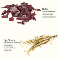 SEAWEED ORGANICS - Seaweed Shampoo, Organic Scottish seaweeds, Rosemary, Vitamin E, No SLS or Parabens, Suitable for Vegans, Submit Cosmetic Product Notification in the UK, 250ml, DIANA DRUMMOND