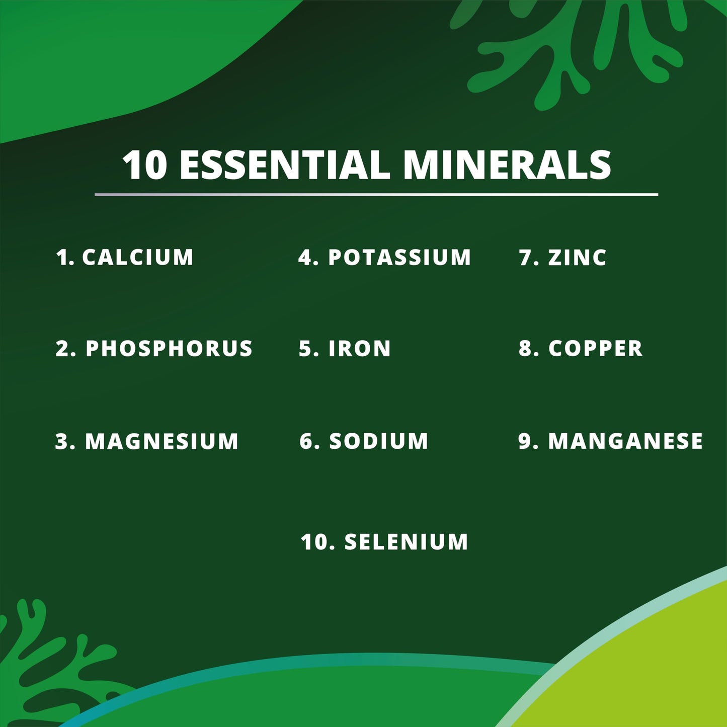 New Earth Organic Essentials Pure Moringa Capsules - Pure Moringa Oleifera Leaf Powder -180 Vegan Capsules
