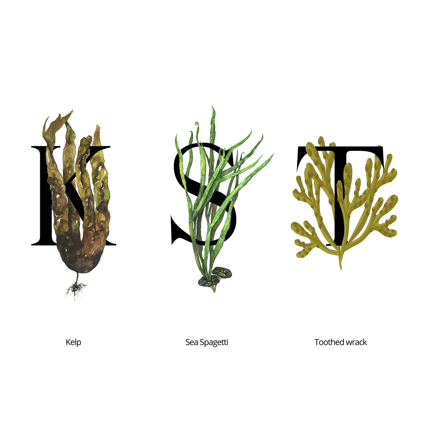 seaweed organics SEAWEED ORGANICS - Lower Seaweed Hydrating Essence, Organic Scottish Kelp, Toothed wrack, Sea spaghetti extract, For all Skin, Submit Cosmetic Product Notification in the UK, 50ml, DIANA DRUMMOND