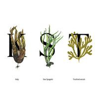 seaweed organics SEAWEED ORGANICS - Lower Seaweed Hydrating Essence, Organic Scottish Kelp, Toothed wrack, Sea spaghetti extract, For all Skin, Submit Cosmetic Product Notification in the UK, 50ml, DIANA DRUMMOND
