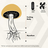 Solve Labs SOLVE Labs® ● Premium Reishi Mushroom Capsules ● 51% Beta-D-Glucans ● 10:1 Concentrate ● No Fillers & Additives ● Vegetarian & Kosher ● 60 Capsules ● 1 Month Supply