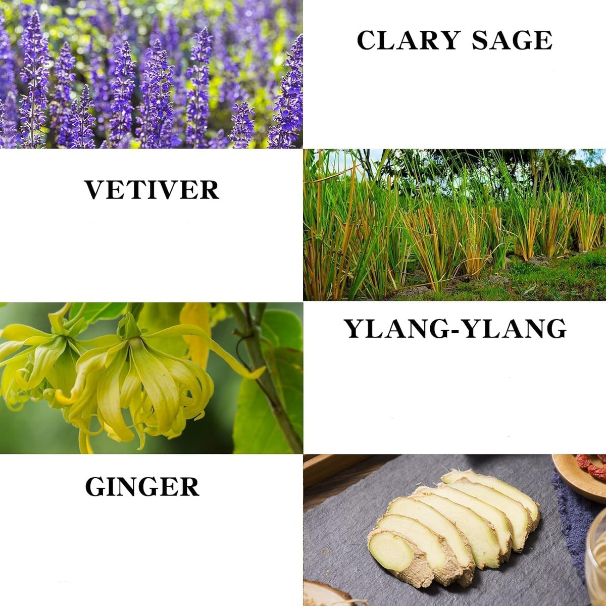 Massage Oil for Relaxing Ginger Clary Vetiver and Ylang-ylang Massage Oils Moisturizing Body Oil for Men and Women 8.8 fl.oz