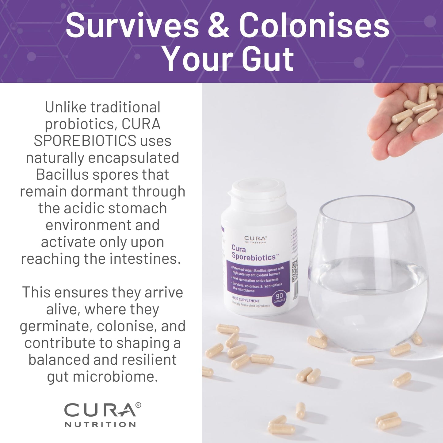 Cura Nutrition CURA NUTRITION SPOREBIOTICS – Spore Based Probiotic with Antioxidants, Active Bacteria Daily Supplement to Boost Akkermansia, 3 Bacillus Spores for Gut Health Support, Vegan Probiotics (30 Capsules)