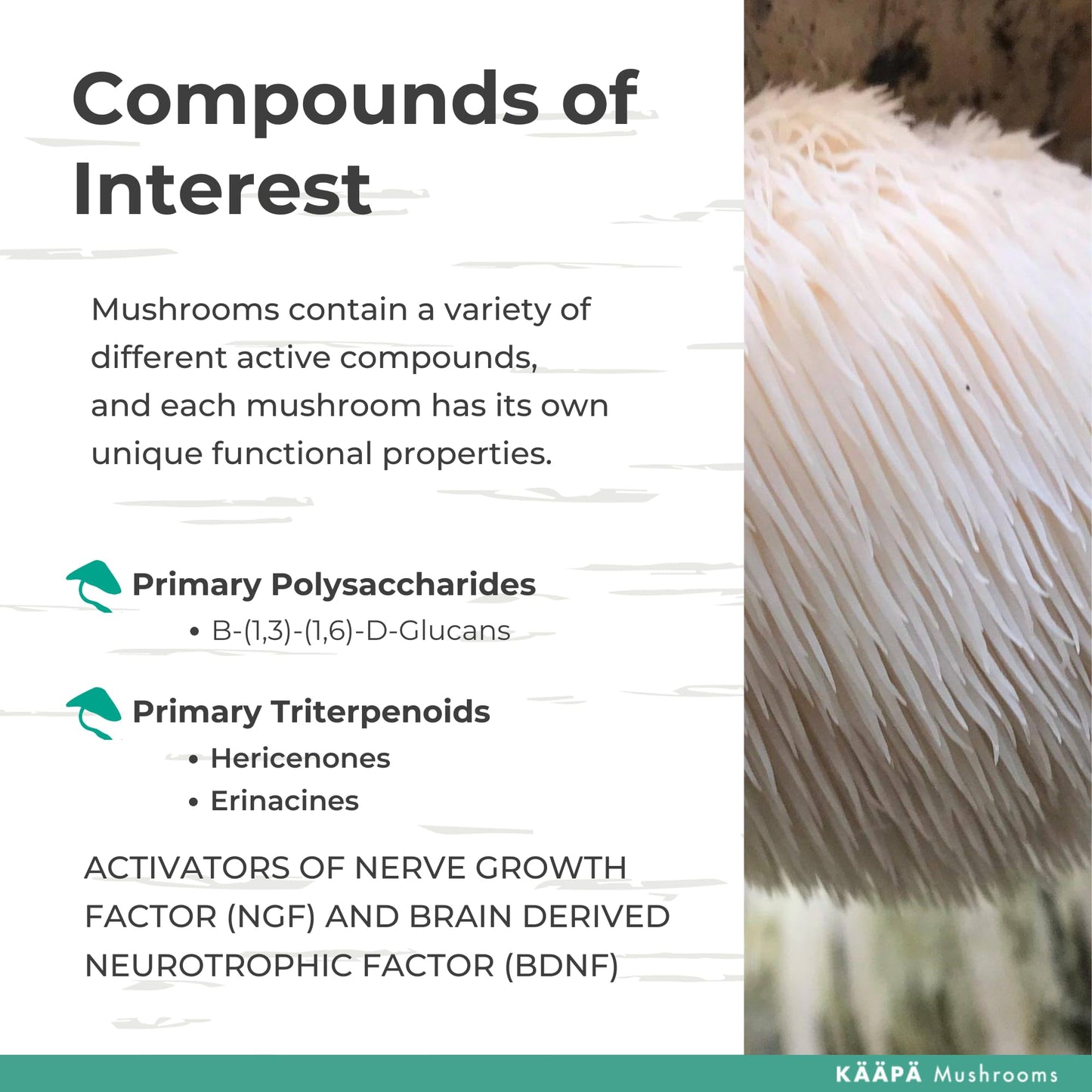 KAAPA MUSHROOMS ORGANIC LIONS MANE MUSHROOM EXTRACT TINCTURE | Unique & Potent Triple Extraction Method | Grown in Finland | Mushroom Supplement for Cognitive Function, Brain & Memory | 50ml