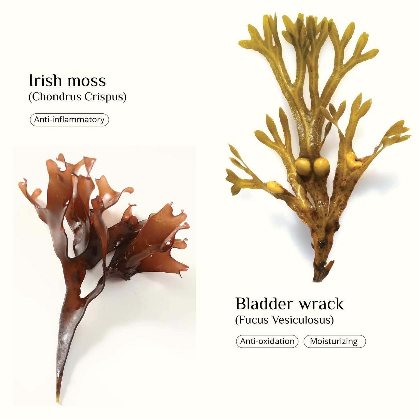 SEAWEED ORGANICS - Seaweed Skinfood face cream, Organic Scottish seaweeds, Organic rosehip, Vitamin E, Nourishing Day Cream, Submit Cosmetic Product Notification in the UK, 30g, DIANA DRUMMOND