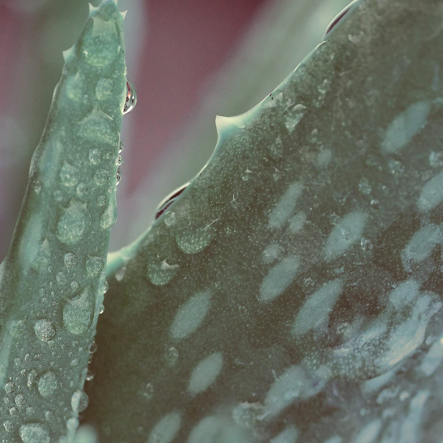 Naissance Aloe Vera Gel (No. 707) 500g ECO Refill Pouch - Cooling, Soothing and Moisturising, Aftersun, For All Skin Types, Face, Body and Hair - Cruelty Free and Vegan