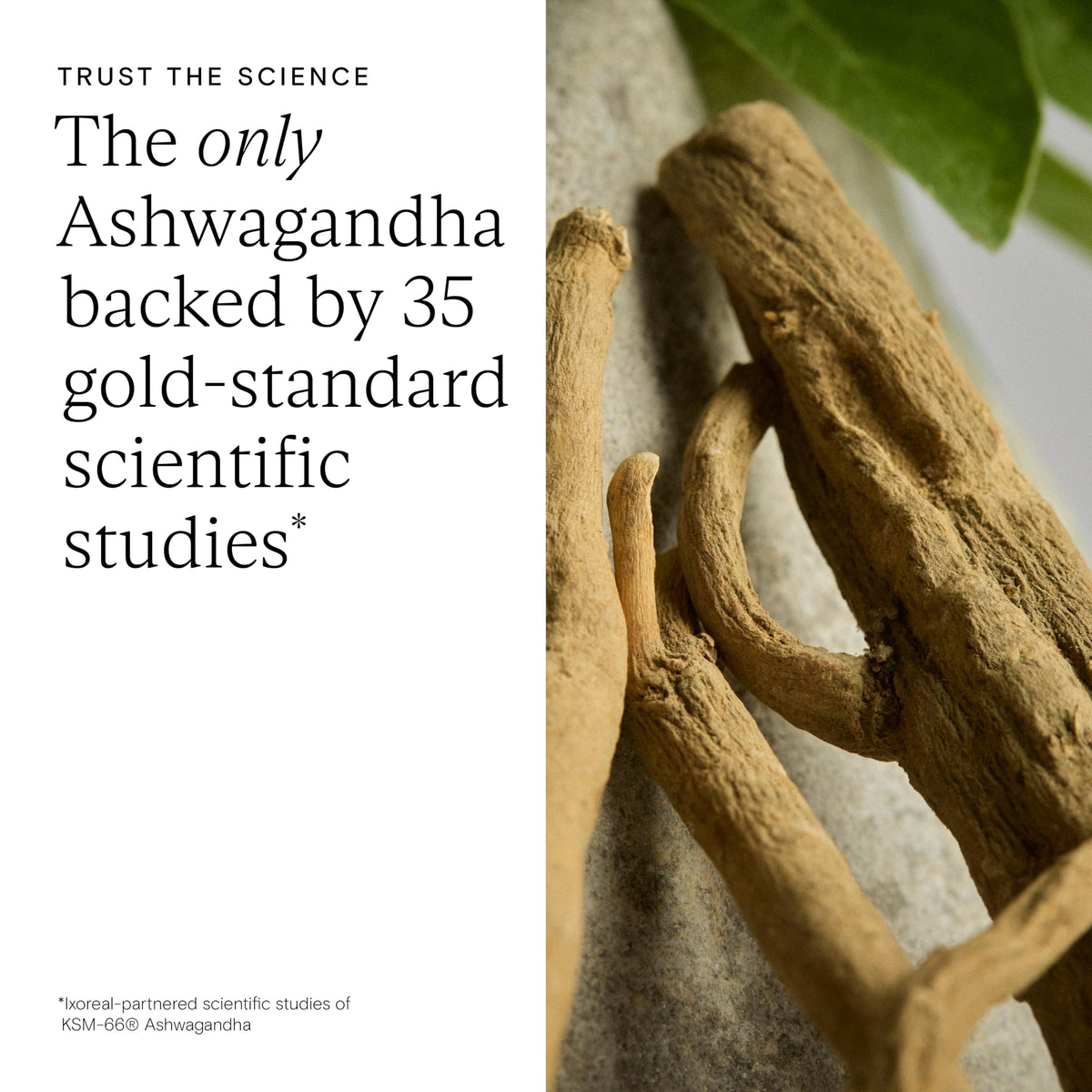 Wild Nutrition WILD NUTRITION Food-Grown Ashwagandha KSM 66 Plus | Ethically Sourced Ashwagandha Capsules to Support Mind and Body | Tablets to Support Stress and Anxiety | 60 Capsules
