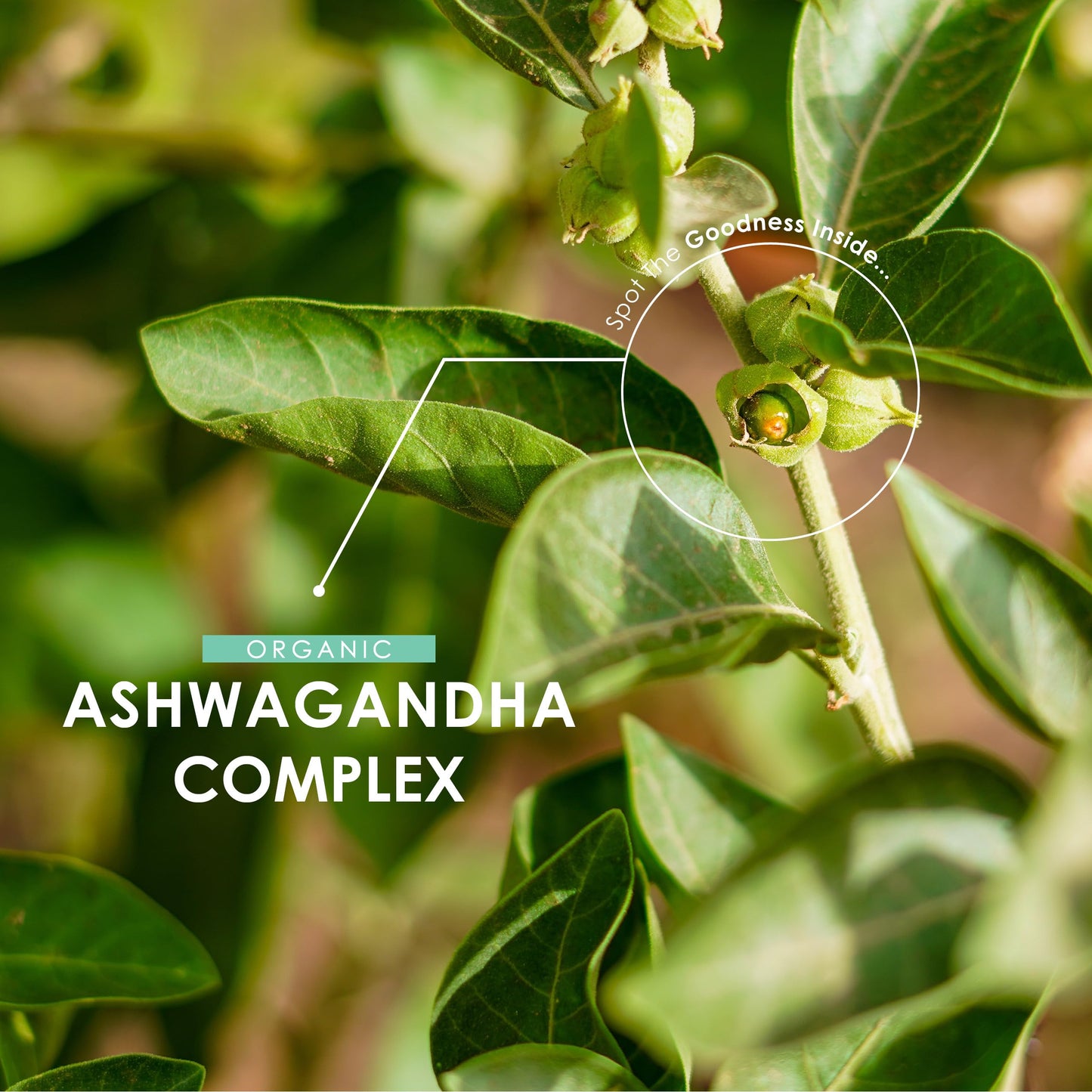 ALPHA01 Organic Ashwagandha Complex 7055mg - KSM-66® with Turmeric & Black Pepper - 22.5mg Withanolides - Most Bioavailable Full-Spectrum Root Extract - Not Tablets or Powder - 90 Vegan Capsules by Alpha01