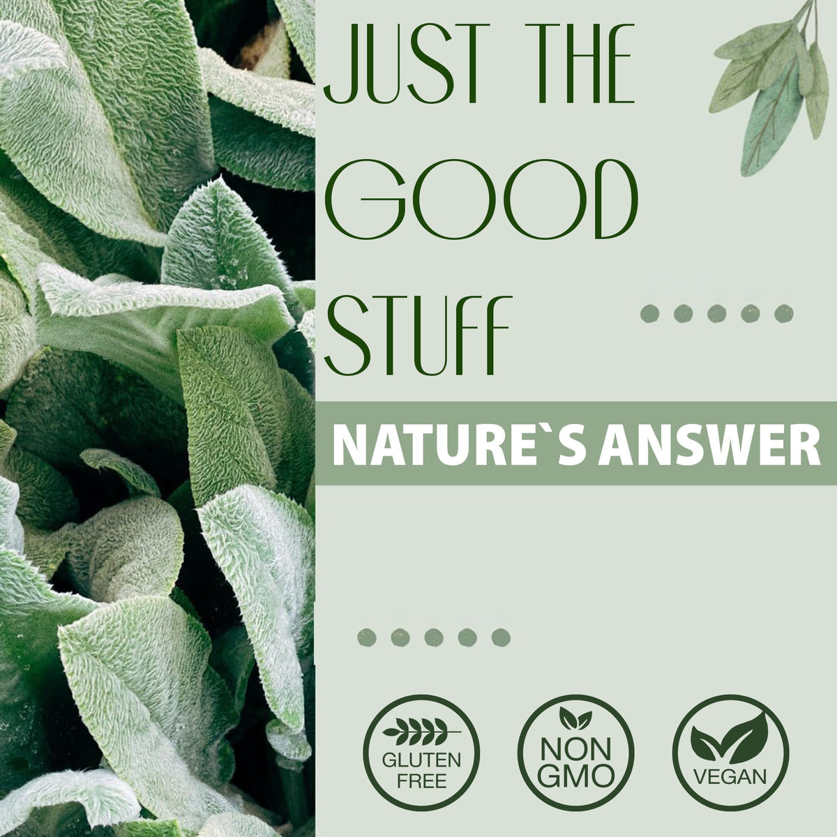 Nature's Answer, Sambucus (Black Elder), 2500mg, Alcohol Free, Vegan, 240ml, Lab-Tested, Gluten Free, Soy Free, Vegetarian, Non-GMO