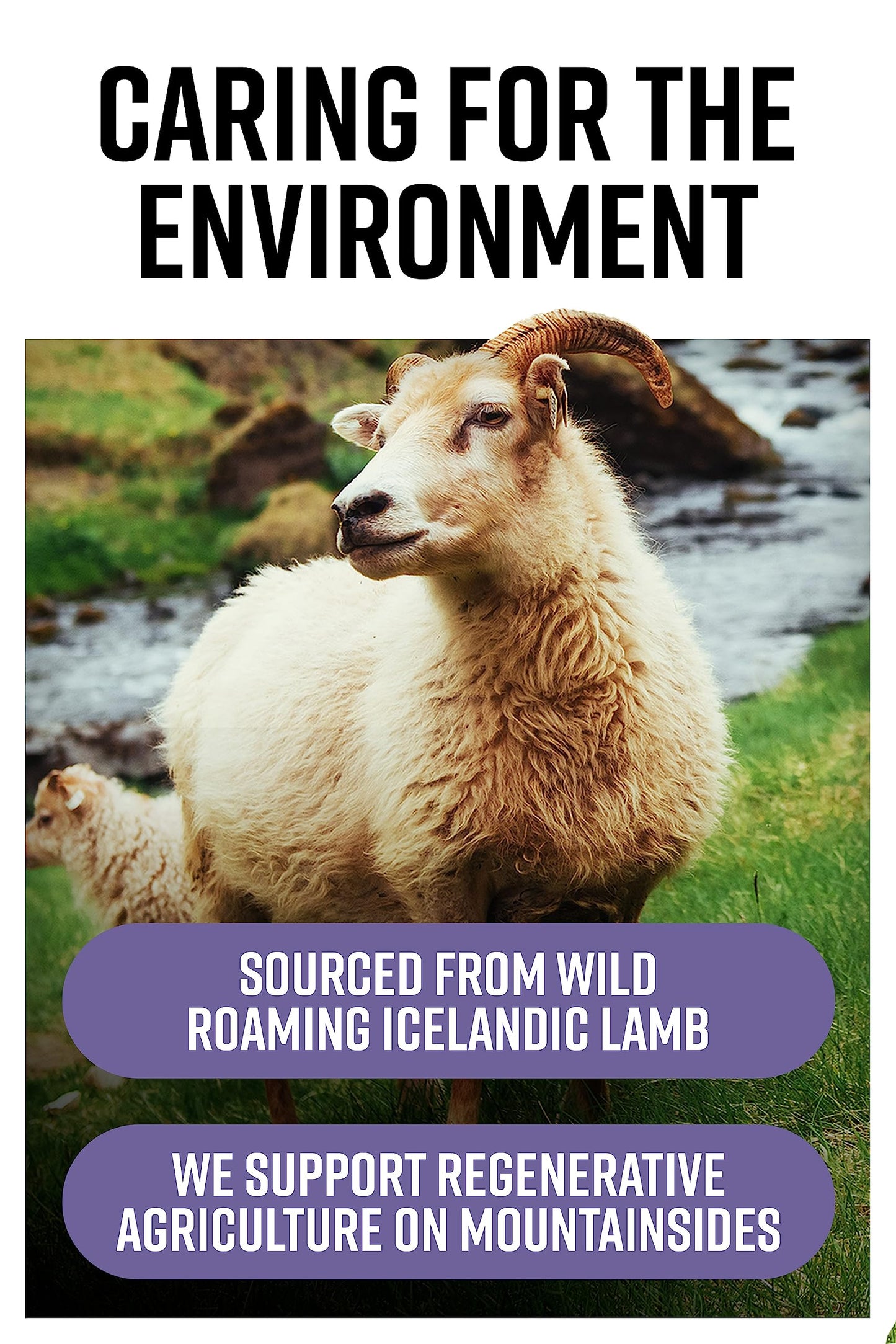 Hunter & Gather Nose to Tail - 180 Liver Capsules | Wild, Grass Fed Icelandic Lamb Ancestral Inspired Supplements| Raw Freeze-Dried Lamb | No GMO Feeds, Antibiotics Or Hormones