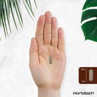 Organic Lions Mane Supplement 3000mg | High Strength Mushroom Extract | 120 Vegan Capsules | by Horbaach