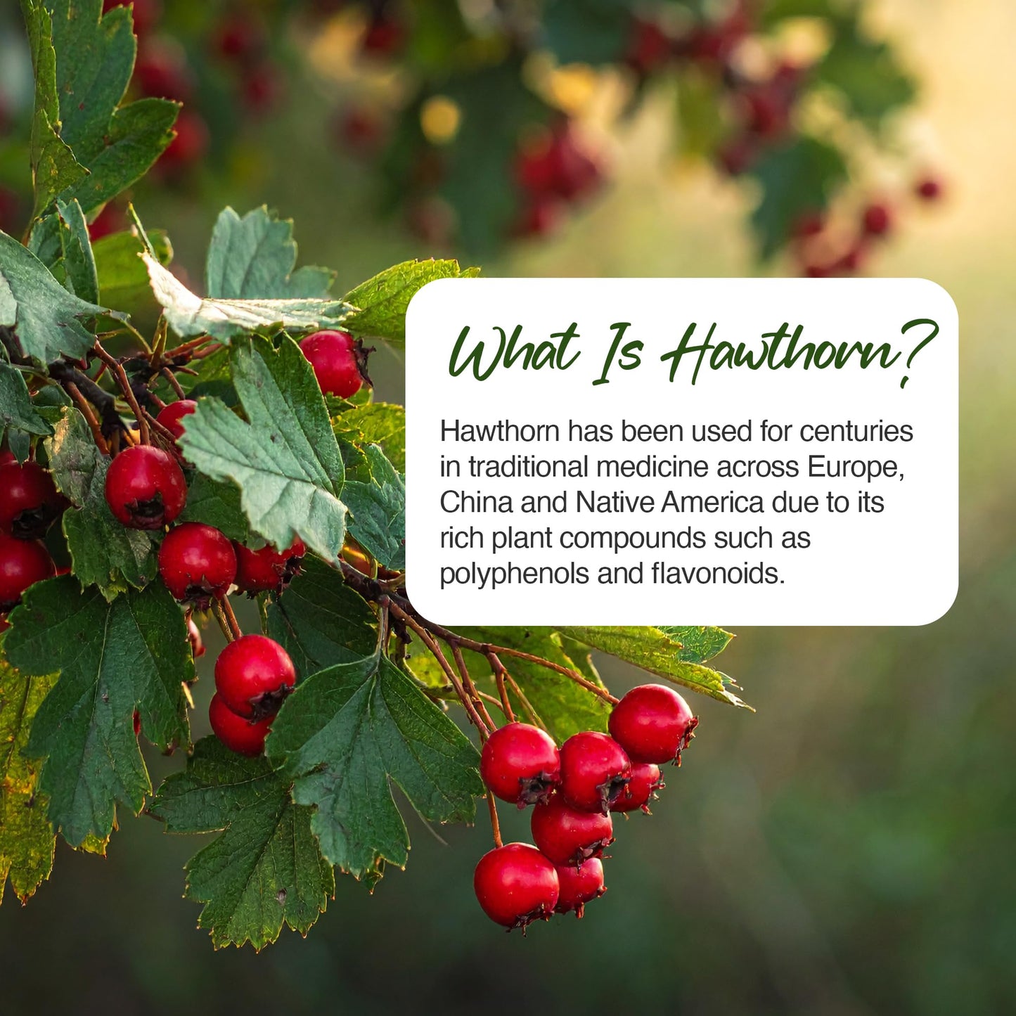 Zipvit Hawthorn Berry Leaf Tablets 1000mg, 90 Vegan Hawthorn Tablets 3 Month Supply