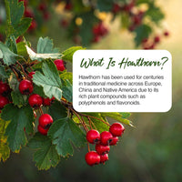 Zipvit Hawthorn Berry Leaf Tablets 1000mg, 90 Vegan Hawthorn Tablets 3 Month Supply