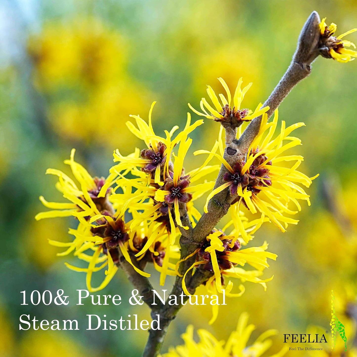 Feelia – Organic Witch Hazel Hydrosol, Steam Distilled, Pure & Natural Toner, All Skin Types, Soothe & Calm The Skin, Ideal for Post Cleansing Routine
