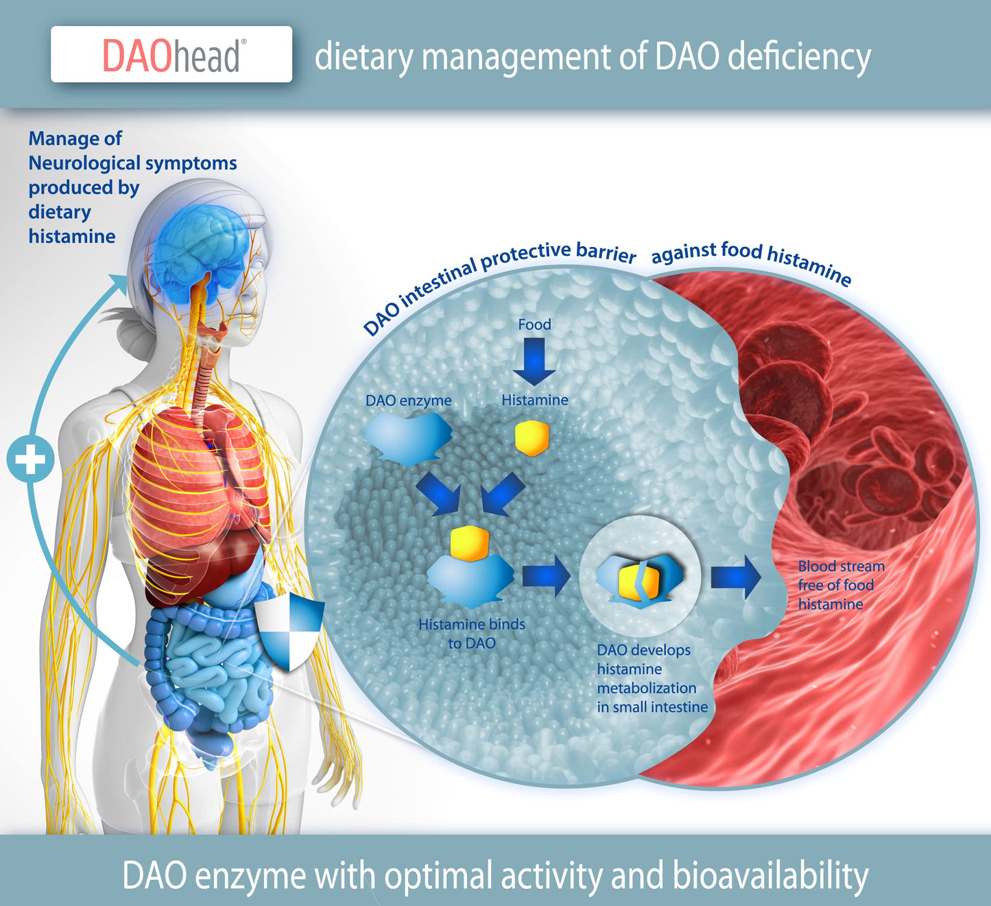 DAOhead- for The Dietary Management of Migraine Caused by DAO Deficiency/Histamine Intolerance - 60 EFICAPS Capsules with Gastro-Resistant Tablets - DAO Enzyme, Vitamin B6, B9, B12 and Caffeine