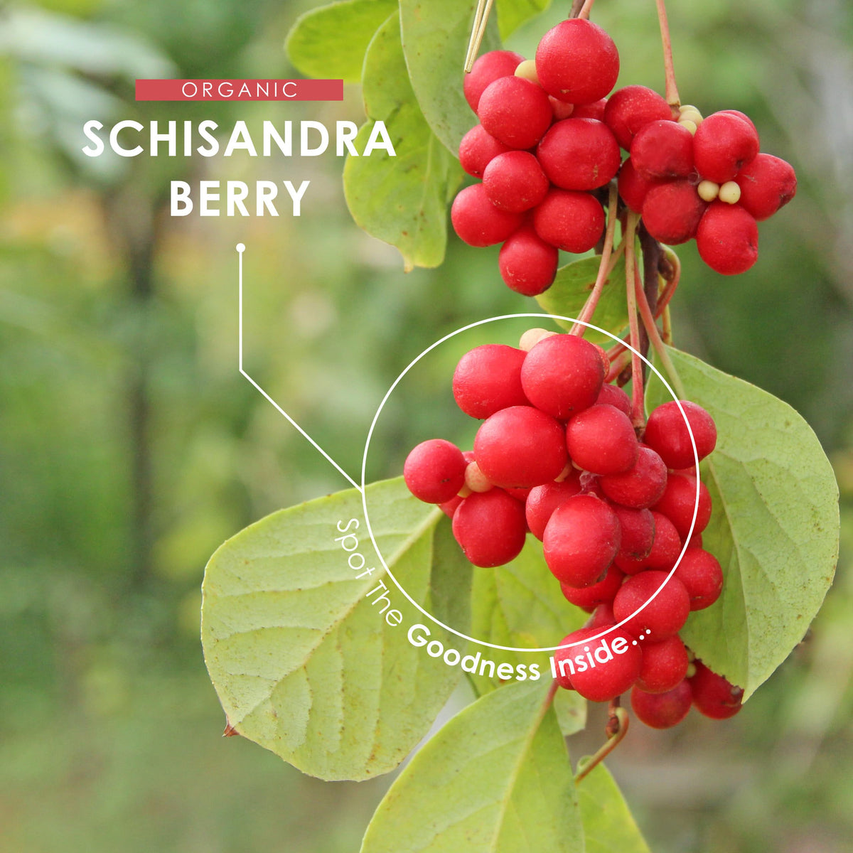 ALPHA01 Organic Schisandra Berry 1000mg – High Strength Formula - 120 Vegan Capsules – Resealable and Recyclable Pouch by Alpha01