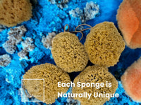 Ezo.Home XXL Sea Sponge Very Large 18-20cm Unbleached Honeycomb Natural Seasponge for Bath Use, for Baby, or Art use (XXL Size Minimum 18cm+) Whole Uncut