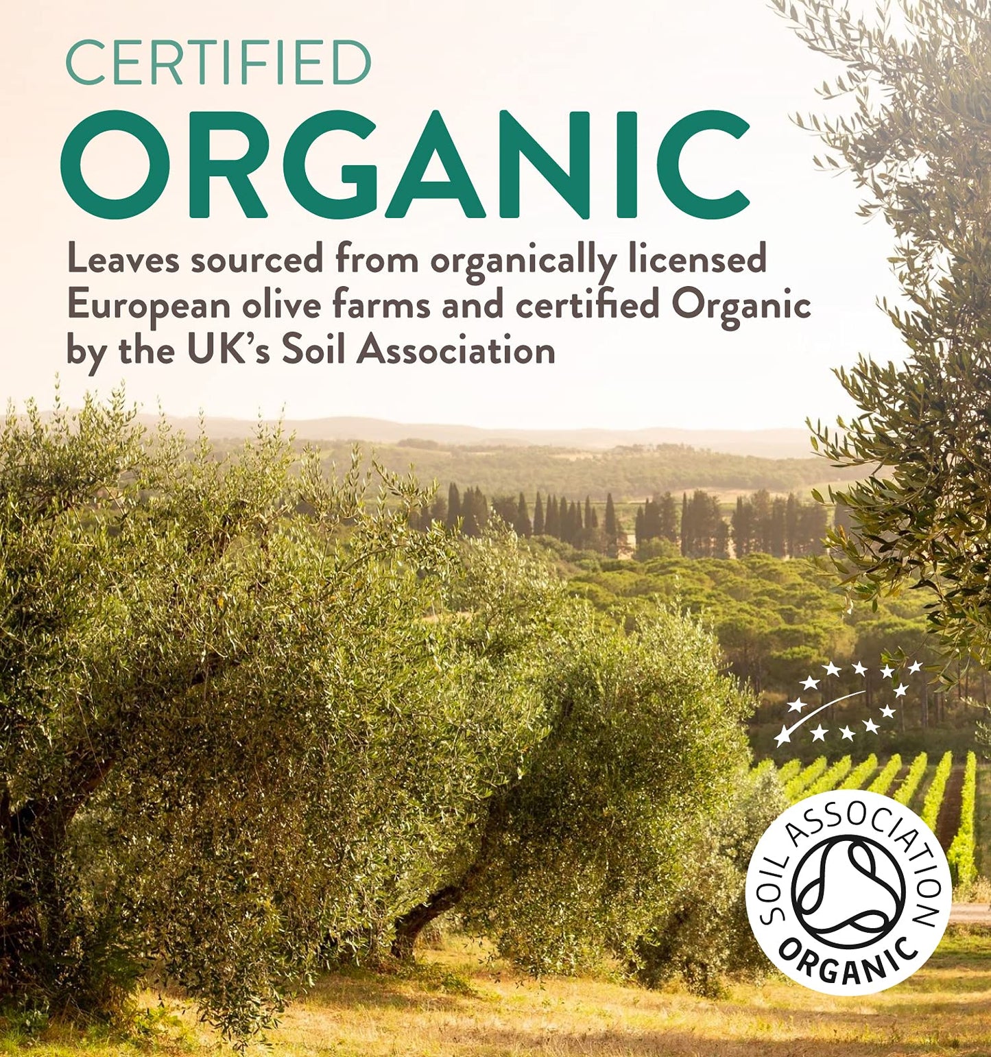 Organic Olive Leaf Extract Capsules | 500mg OLE 20% Oleuropein | Vegan & Gluten Free Herbal Supplement | Made in The UK with Olive Leaves from Spain | Biodegradable Packaging