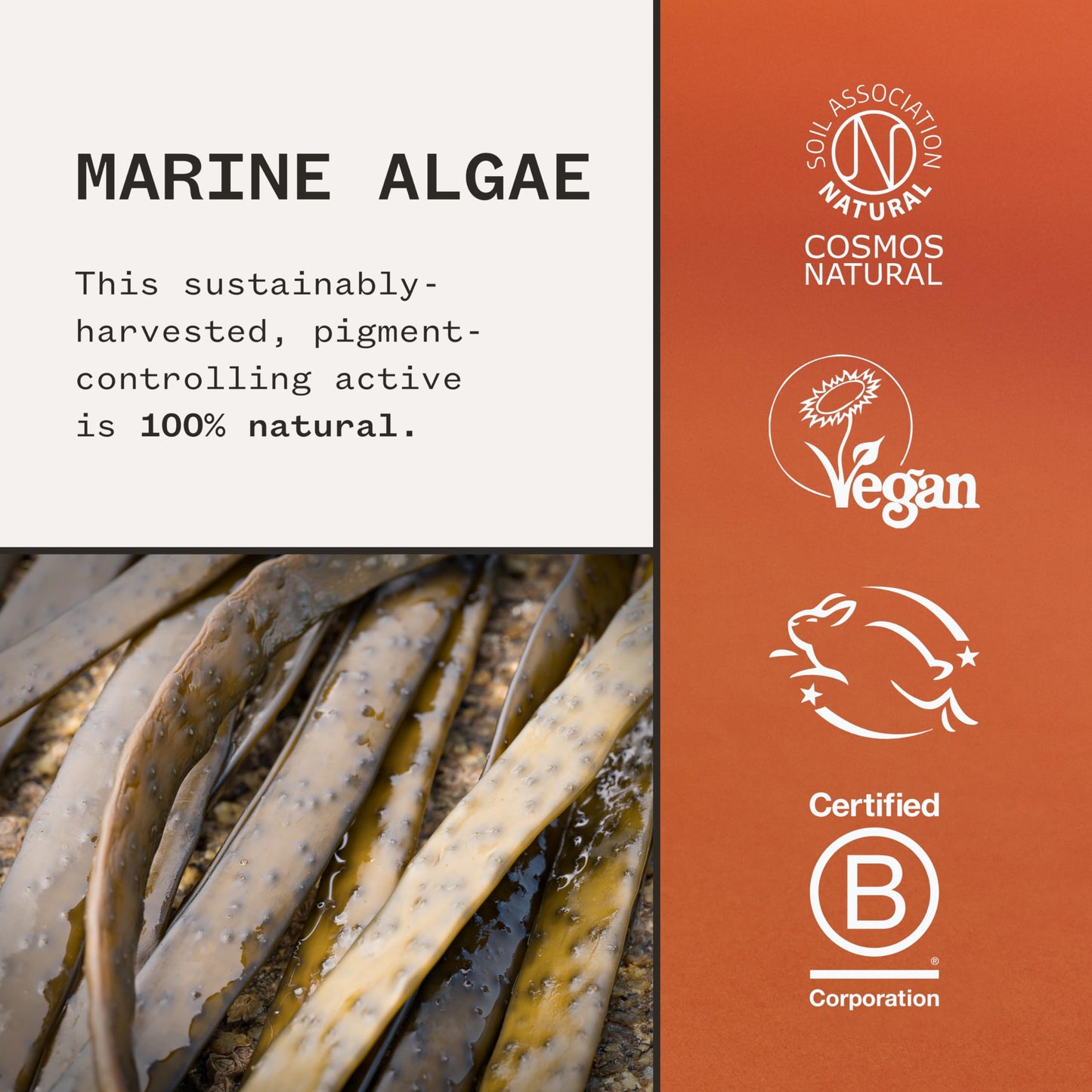 Pai Skincare London Fade Forward Marine Algae Dark Spot Serum, Hyperpigmentation Treatment & Skin Brightener, with Vitamin C, Hyaluronic Acid, 30ml