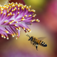 Anthap 100% Natural Bee Pollen, Bee Pollen Granules, Superfood, Boosts Vitality and Immunity, Sustainable Packaging, 200g