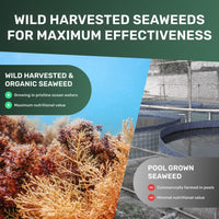MarineOrganics Organic Sea Moss Capsules - 90 Irish Sea Moss and Bladderwrack Capsules - Iodine Tablets - UK Wild Harvested Seamoss - High Potency