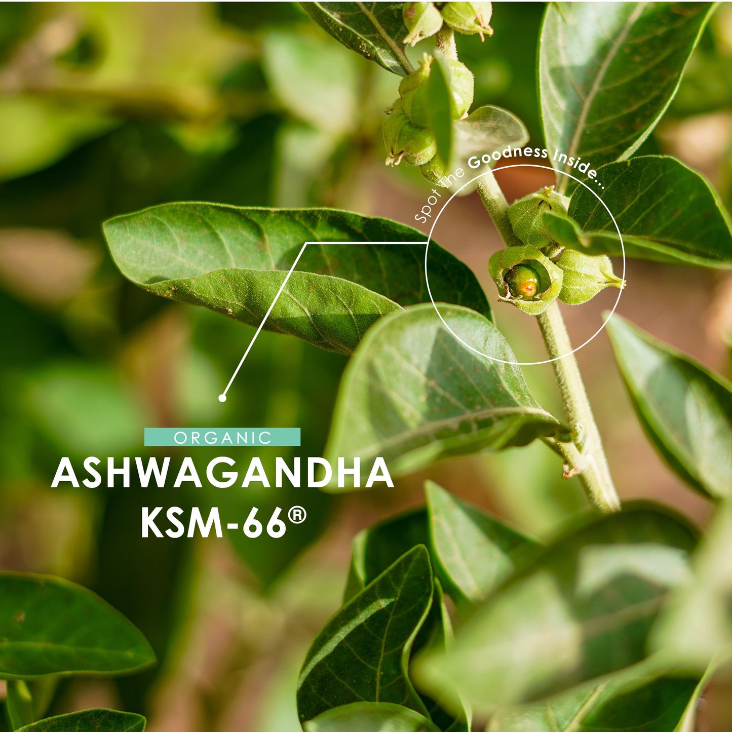 ALPHA01 Organic Ashwagandha KSM-66® with BioPerine 1650mg – 90 Vegan Capsules – 5% Withanolides – Most Bioavailable Full-Spectrum Root Extract – Resealable and Recyclable Pouch by Alpha01
