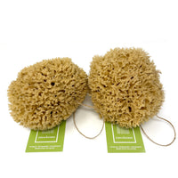Ezo.Home XXL Sea Sponge Very Large 18-20cm Unbleached Honeycomb Natural Seasponge for Bath Use, for Baby, or Art use (XXL Size Minimum 18cm+) Whole Uncut