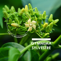ALPHA01 Organic Gurmar (Gymnema Sylvestre) 500mg - 90 Vegan Capsules (3 Month Supply) – High Strength Gurmar Leaf Supplement – Resealable and Recyclable Pouch by Alpha01