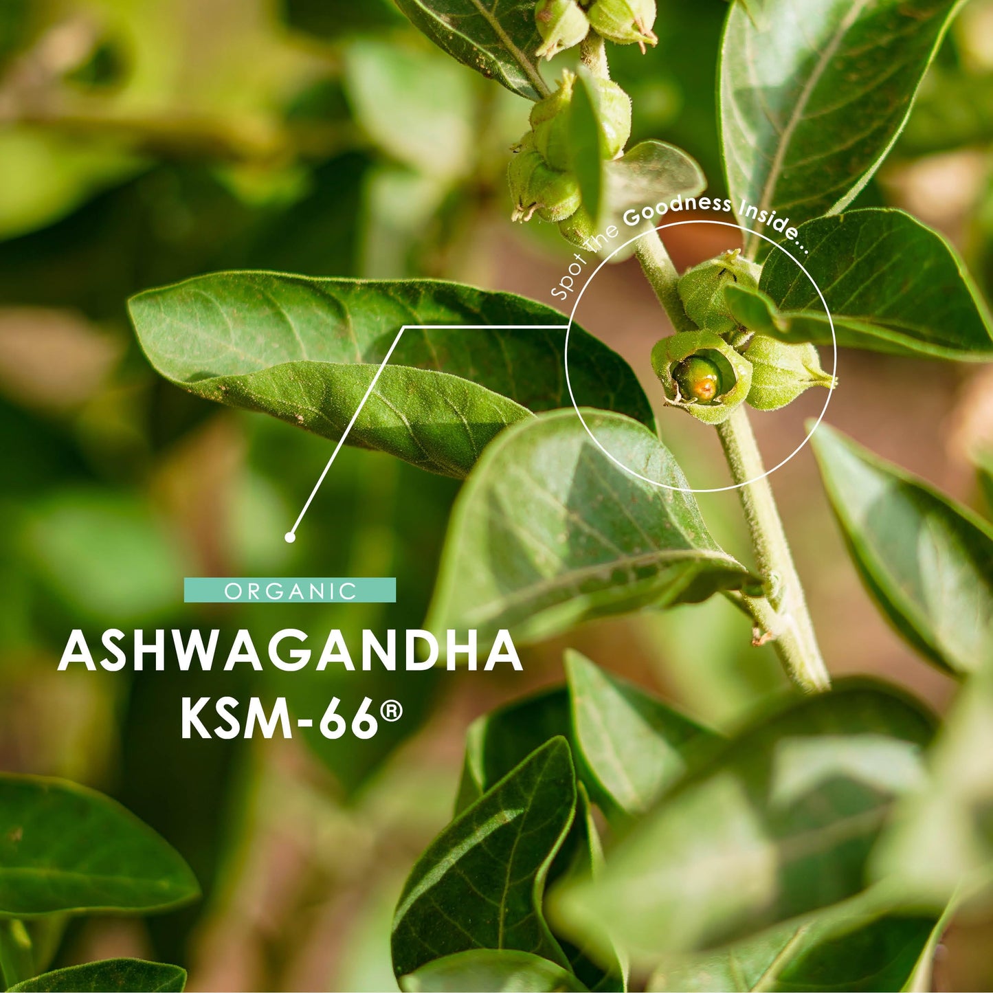 ALPHA01 Organic Ashwagandha KSM-66® 1650mg - 5% Withanolides with Black Pepper – 60 Vegan Capsules – Resealable and Recyclable Pouch by Alpha01